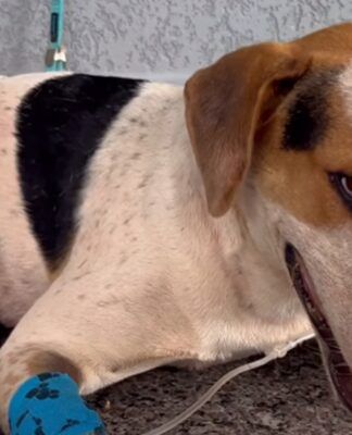 Foto: Reprodução/Redes Sociais