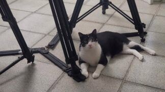 A gata Carminha no set de filmagem de "O Agente Secreto"