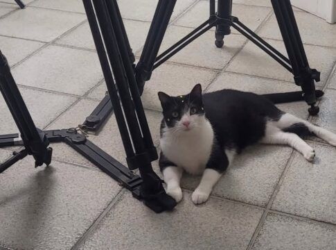 A gata Carminha no set de filmagem de 