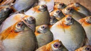 Foto: Divulgação/FVS-RCP