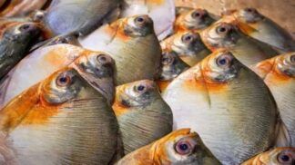 Foto: Divulgação/FVS-RCP