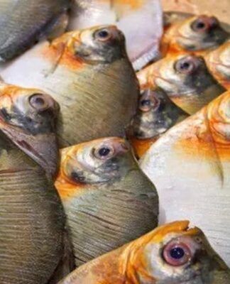 Foto: Divulgação/FVS-RCP