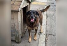 Cão Orelha: Perícia não identifica fraturas causadas por humanos