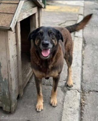 Caso do cão Orelha movimenta o Congresso; entenda