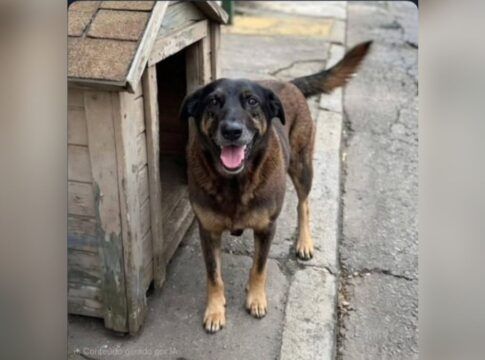 Caso do cão Orelha movimenta o Congresso; entenda