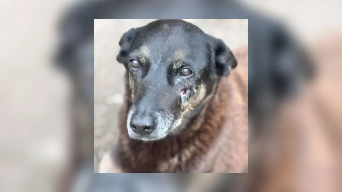 Cão Orelha