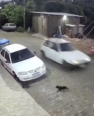 “Não foi o primeiro nem o último”, diz homem preso por matar cães no RS