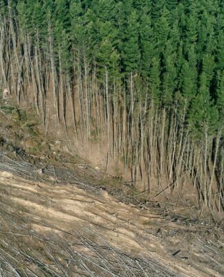 Instituto Esfera: Brasil deve atacar lavagem de dinheiro para conter crime ambiental