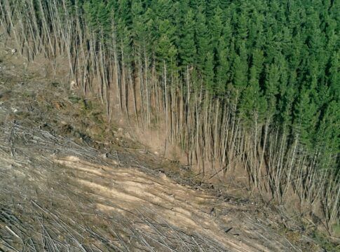 Instituto Esfera: Brasil deve atacar lavagem de dinheiro para conter crime ambiental