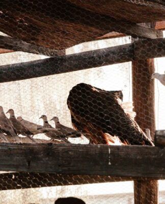 Guarda Civil resgata 111 aves silvestres de cativeiro ilegal em SP