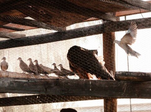 Guarda Civil resgata 111 aves silvestres de cativeiro ilegal em SP