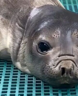 Elefante-marinho é devolvido ao mar após tratamento de pneumonia no Paraná