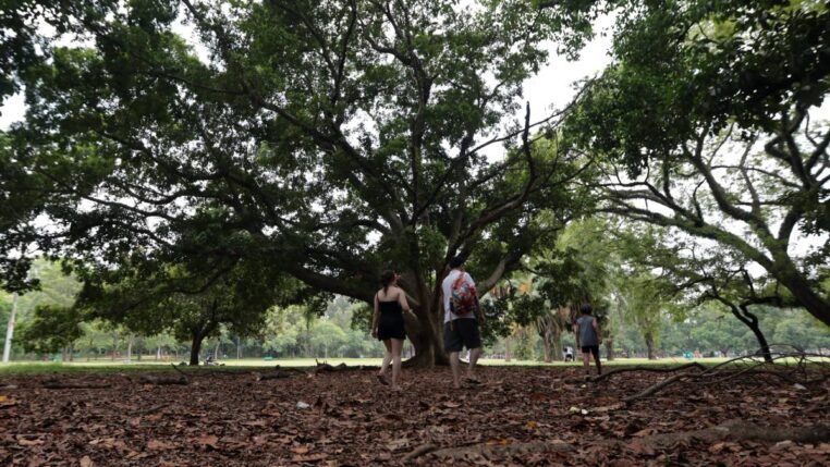 Pessoas no Parque Ibirapuera, em São Paulo (SP)