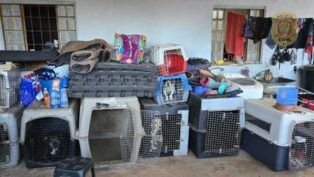 Cachorros vítimas de maus tratos no DF