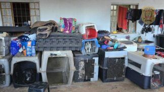 Cachorros vítimas de maus tratos no DF