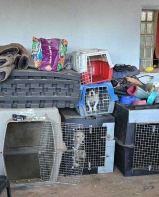 Cachorros vítimas de maus tratos no DF