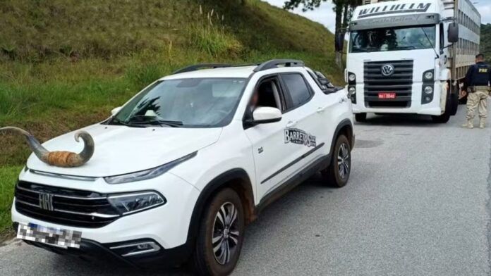 Motorista é flagrado com chifre de boi fixado no capô de picape em Santa Catarina