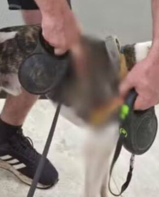 Homem fica ferido ao salvar cães de ataque de cachorro de grande porte em Sorocaba