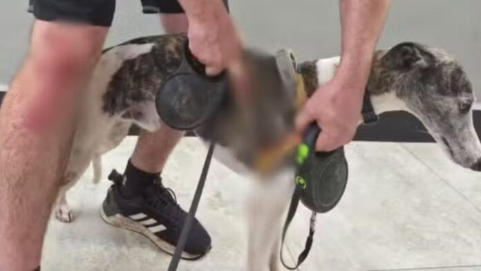 Homem fica ferido ao salvar cães de ataque de cachorro de grande porte em Sorocaba