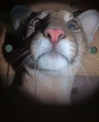 Mulher encontra onça-parda no quintal de casa após ouvir cachorro latir de madrugada