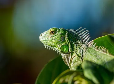 FWC recebe mais de mil iguanas paralisadas pelo frio no domingo (01/02) na Flórida