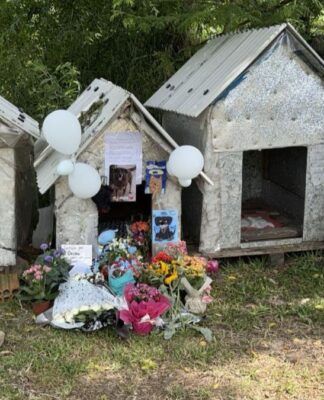 Casinha do cão comunitário Orelha vira memorial em Florianópolis