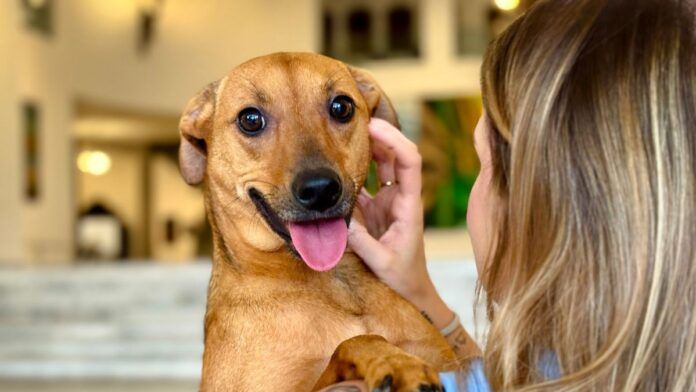 Ranking Caramelo: pesquisa mostra em quais bairros de SP os cães têm melhor qualidade de vida