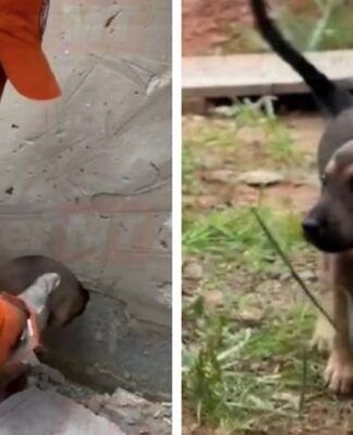 Bombeiros resgatam filhotes presos entre paredes em obra; veja vídeo