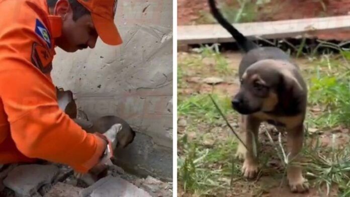 Bombeiros resgatam filhotes presos entre paredes em obra; veja vídeo