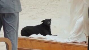 Cão Orelha em casamento