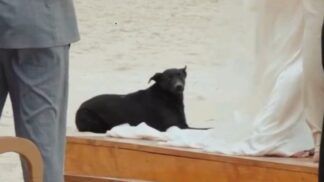 Cão Orelha em casamento