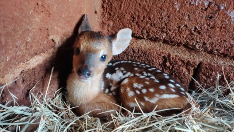 Filhote de veado-catingueiro é resgatado após mãe ser vítima de caça ilegal no RS