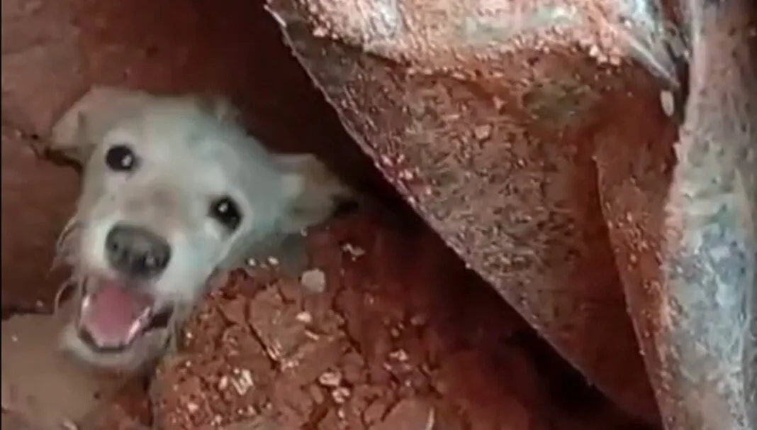 Cachorro preso nos escombros em Juiz de Fora