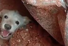 Cachorro preso nos escombros em Juiz de Fora