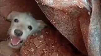 Cachorro preso nos escombros em Juiz de Fora