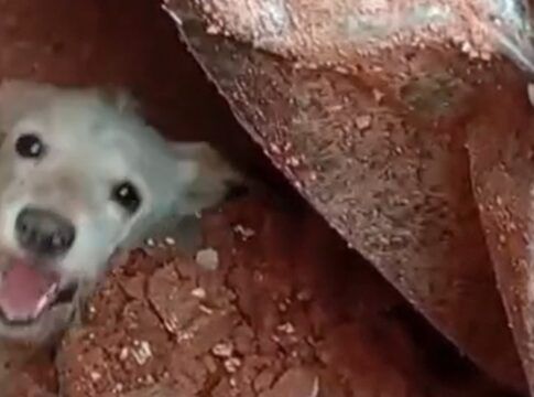 Cachorro preso nos escombros em Juiz de Fora