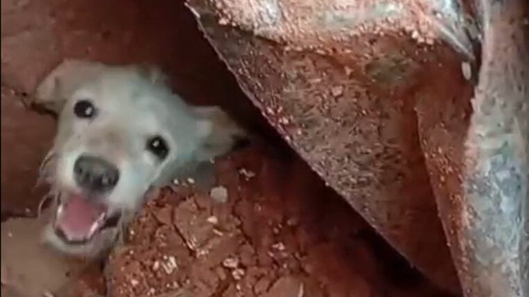 Cachorro preso nos escombros em Juiz de Fora