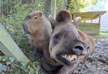 Zoo inglês realiza eutanásia em capivara Johnson e anta Al Capone que viviam juntas
