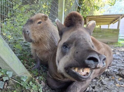 Zoo inglês realiza eutanásia em capivara Johnson e anta Al Capone que viviam juntas