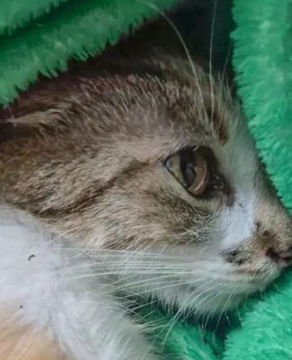 Gata arremessada do 12º andar sofreu traumatismo crânio-encefálico; tutora foi solta