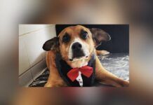 Gordo, um cão de aproximadamente 13 anos que aguardava uma família há dez anos no Centro Municipal de Adoção de Cães e Gatos (Cosap), foi adotado. (Foto: Divulgação/Prefeitura de São Paulo/SMS)