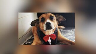 Gordo, um cão de aproximadamente 13 anos que aguardava uma família há dez anos no Centro Municipal de Adoção de Cães e Gatos (Cosap), foi adotado. (Foto: Divulgação/Prefeitura de São Paulo/SMS)