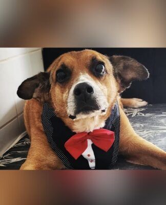 Gordo, um cão de aproximadamente 13 anos que aguardava uma família há dez anos no Centro Municipal de Adoção de Cães e Gatos (Cosap), foi adotado. (Foto: Divulgação/Prefeitura de São Paulo/SMS)