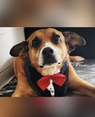 Gordo, um cão de aproximadamente 13 anos que aguardava uma família há dez anos no Centro Municipal de Adoção de Cães e Gatos (Cosap), foi adotado. (Foto: Divulgação/Prefeitura de São Paulo/SMS)