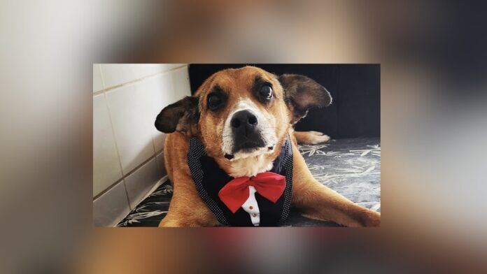 Gordo, um cão de aproximadamente 13 anos que aguardava uma família há dez anos no Centro Municipal de Adoção de Cães e Gatos (Cosap), foi adotado. (Foto: Divulgação/Prefeitura de São Paulo/SMS)