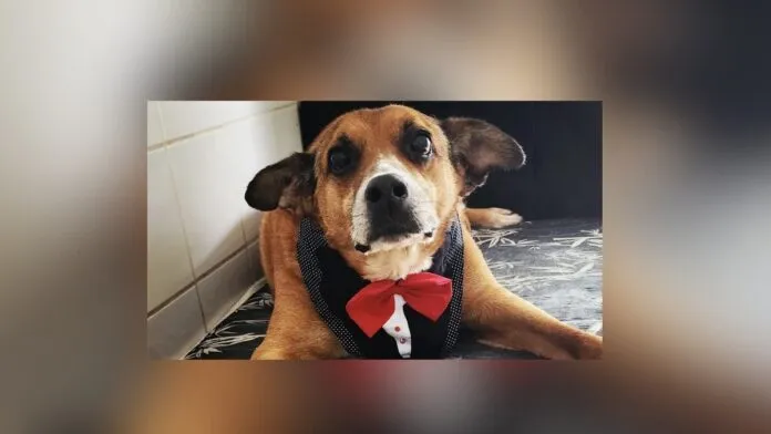 Gordo, um cão de aproximadamente 13 anos que aguardava uma família há dez anos no Centro Municipal de Adoção de Cães e Gatos (Cosap), foi adotado. (Foto: Divulgação/Prefeitura de São Paulo/SMS)