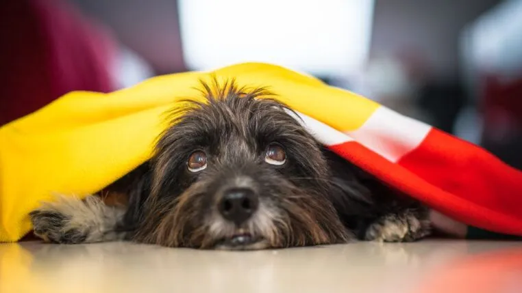 Cachorro olha para frente embaixo de cobertor