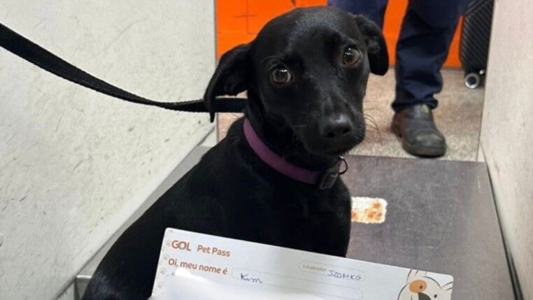 Cachorra Kim com cara de assustada no aeroporto