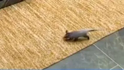 Um gambá entrou no Big Brother Brasil