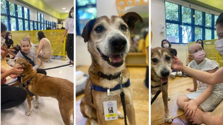 Fotos: Divulgação/Graac